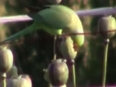 Papagaji narkomani pustoše polja maka (VIDEO)