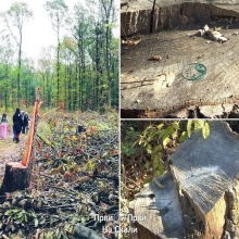 Par sumokradica iz okoline Kragujevca posekao 540 stabala, materijalna steta milion i po dinara