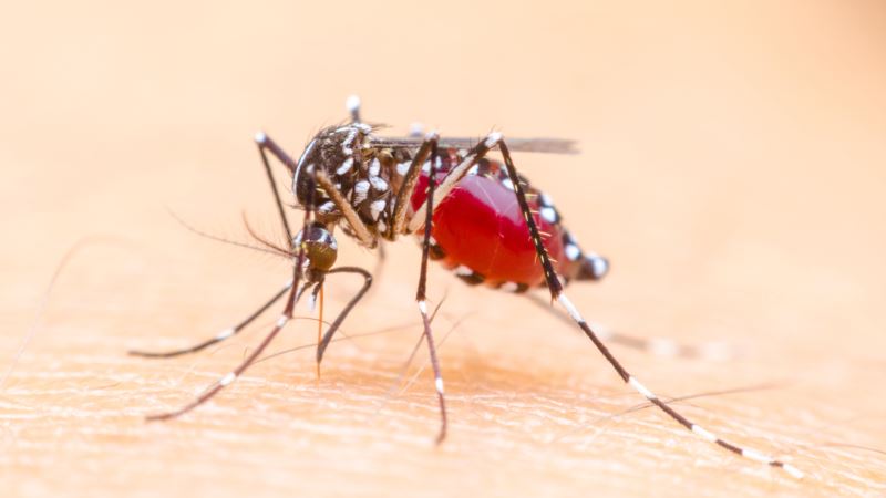 Parazitska otpornost na lijekove protiv malarije širi se JI Azijom