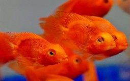 
					Pariski Akvarijum postao utočište za napuštene crvene ribice 
					
									
