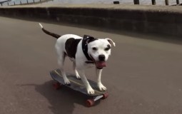 
					Pas Zigi razbija sve predrasude o opasnim psima (VIDEO) 
					
									