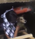 Pas bačen u septičku jamu u Kruševcu VIDEO