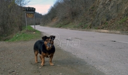 Pas čeka vlasnika već godinu dana na seoskoj stanici kod Kuršumlije