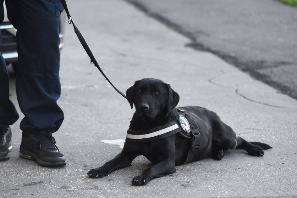 Pas iz Francuske tražiće drogu na granicama Srbije
