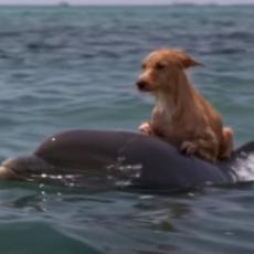 Pas je bio u vodi 15 sati i na ivici SMRTI - onda su u pomoć priskočili delfini! (VIDEO)