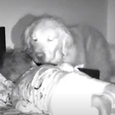 Pas je prišao bebi dok je spavala, usred noći - kamera je snimila šta joj je tada URADIO! (VIDEO)