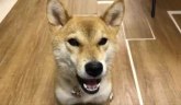 Pas koji govori japanski jezik oduševio sve VIDEO