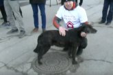 Pas koji je istrčao maraton dobio novi dom VIDEO