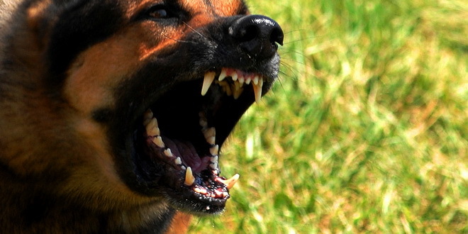 Pas opasan kao oružje ili automobil, potrebna obuka