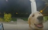 Pas pobegao od kuće, a onda zvonio na vrata da uđe VIDEO
