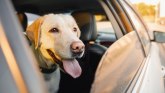 Stvarno je najbolji prijatelj: Pas sprečio da njegov vlasnik dobije saobraćajnu kaznu