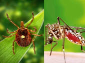 Pazite se: Akcija suzbijanja komaraca i krpelja