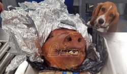 Pažnja pred praznike: Obučeni pas otkriva pečenu prasetinu u prtljagu