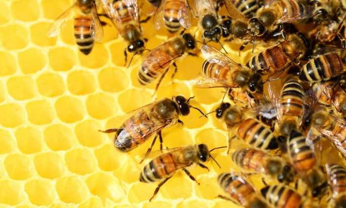Pčelari pokreću revolucionarni projekat u Srbiji