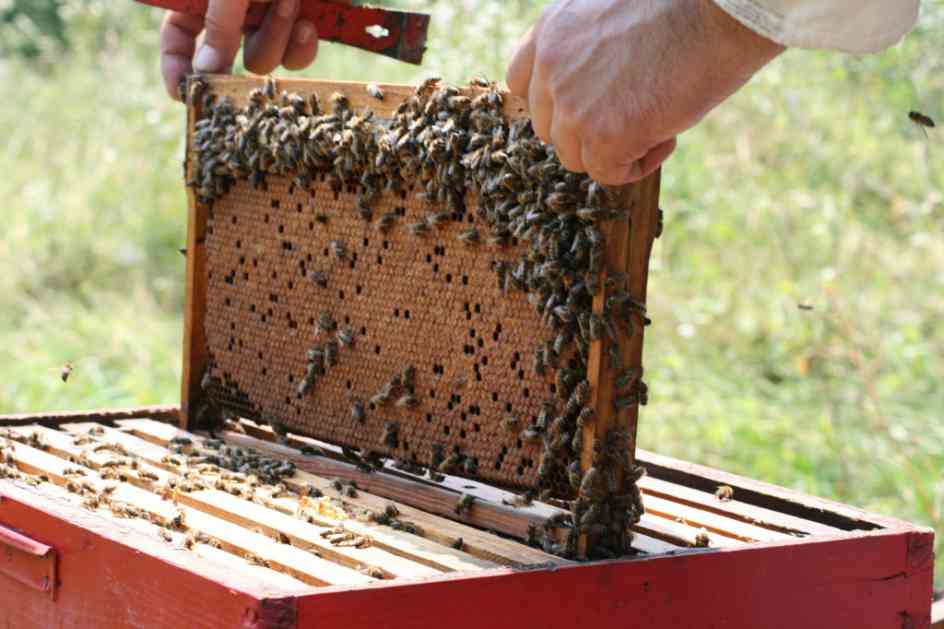 Pčelari u BiH imaju pune ruke posla: Ova sezona biće medonosna