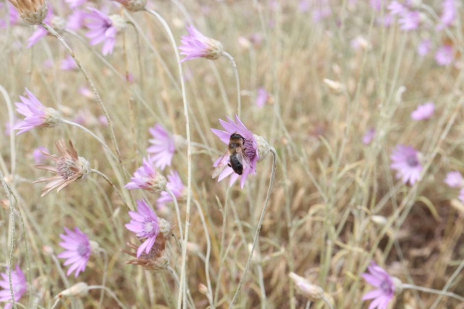 Pčelari u Zapadnobačkom okrugu u debelom minusu