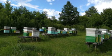 Pčelari upozoravaju na štetnost GMO polena
