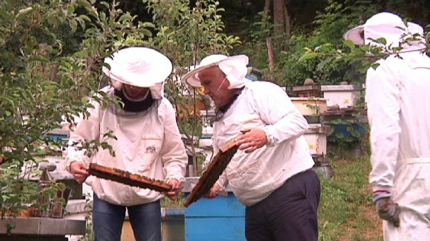 Pčelarstvo razvojna šansa Trgovišta