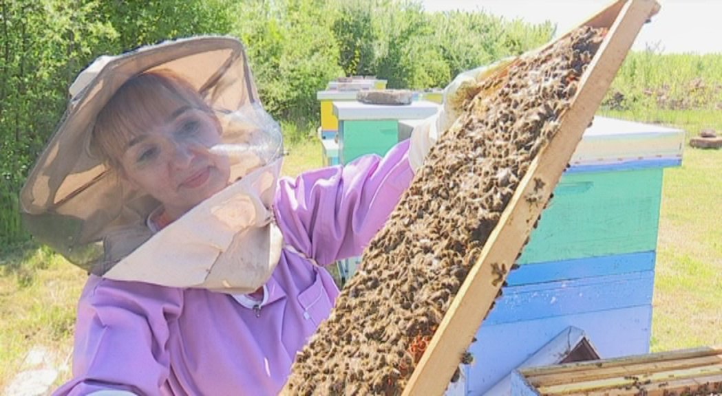 Pčelarstvo iz hobija prerasta u unosan posao