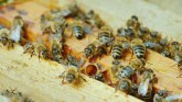 Pčele izumiru ali ljudi još imaju vremena da urade nešto dobro za njih