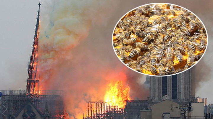 Pčele preživele požar u Notr Damu