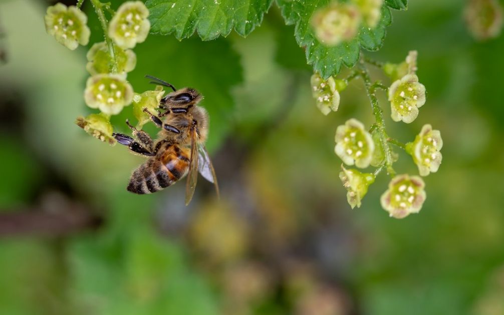 Pčele se najviše truju u Vojvodini