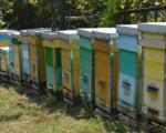 Pčelinjak porodice Stanić koji daje i do 10 tona meda godišnje