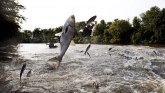 Pecanje i Amerika: Ribe skaču kao kokice u ovoj reci