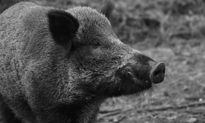 Penzioner u Berlinu uhvaćen kako lovi divlju svinju sekirom