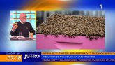 Perga - pčelinji hleb koji ubrzava oporavak posle bolesti VIDEO