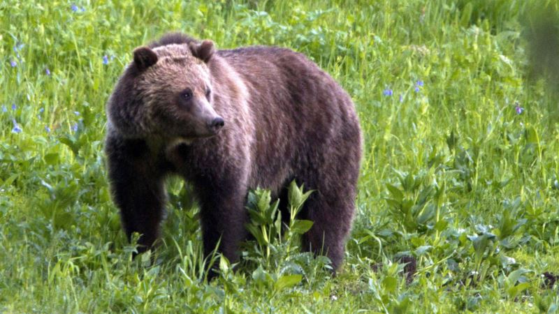 Pet lovaca uhapšeno pod sumnjom da su ubili medvjeda 