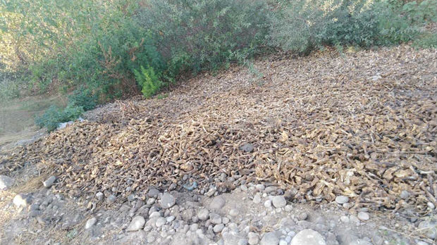 Pet tona kokošjih nogica pronađeno na obali Morače 