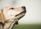 Pet zanimljivih činjenica o psećem čulu mirisa