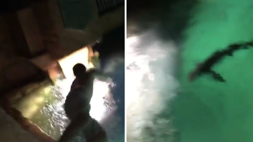 Pijan skočio u bazen pun ajkula: Zažalio je čim je dotakao vodu! (VIDEO)