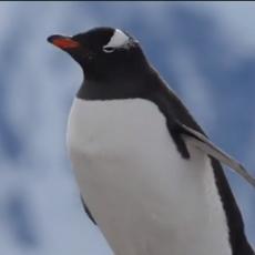 Pingvin se POKAKIO na glavu svom kolegi - njegova reakcija je APSOLUTNI HIT na mreži! (VIDEO)