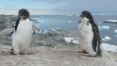 Pingvini sa Antarktika: Koliko je previše leda izazvalo smanjenje populacije