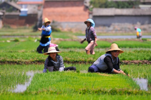 Plan izazvao gnev na mrežama: Kina šalje 300.000 mladih da rade na selu?