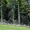 Plan upotrebe šuma protiv štetnih gasova krije kvaku 22