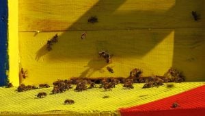 Planeta zavisi od oprašivača, upozorili stručnjaci povodom Svetskog dana pčela