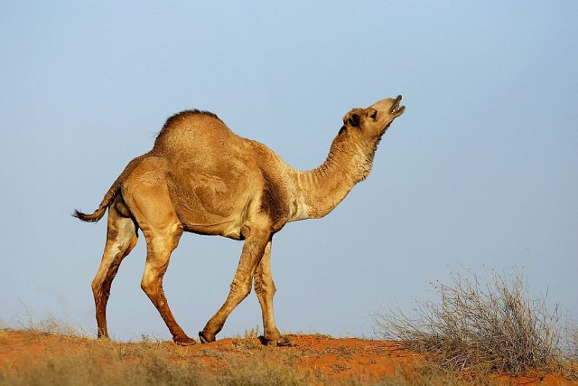 Planiraju ubijanje 10.000 kamila: Zagađuju važne izvore vode