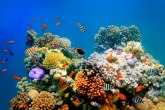 Plastika - najveća pretnja za koralne grebene