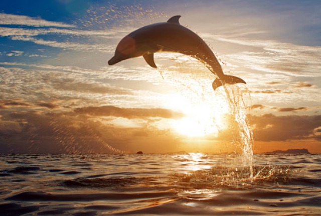 Plemenite i neobične životinje: Ovde saznajte kako izgleda delfinska terapija!