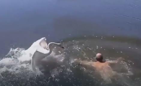 Plivao je u jezeru, a onda su ga NAPALI LABUDOVI (VIDEO)