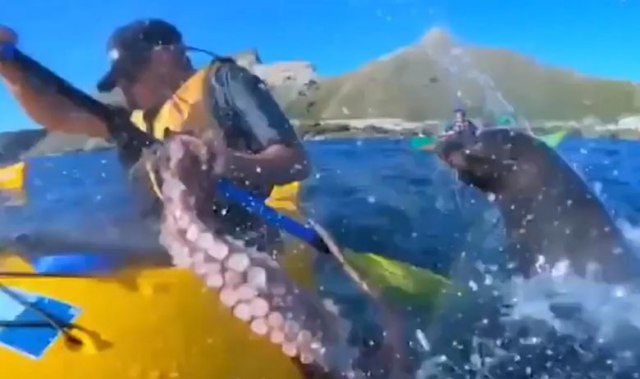 Plovio je kajakom, a onda je izronila foka i udarila ga hobotnicom