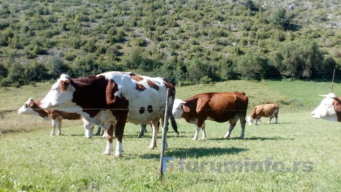 Počelo podnošenje zahtjeva za ostvarivanje prava na regres za veštačko osemenjavanje krava