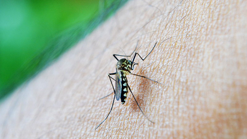 Počinje akcija suzbijanja larvi komaraca u Boru