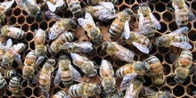 Počinje bagremova ispaša pčela