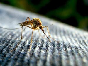 Počinje drugi tretman suzbijanja komaraca u Nišu