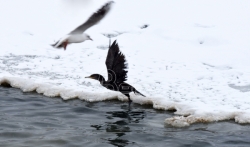 Počinje zimski popis ptica vodenih staništa