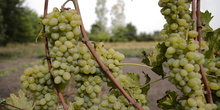 Počinju dani grožđa i vina na 54. Župskoj berbi